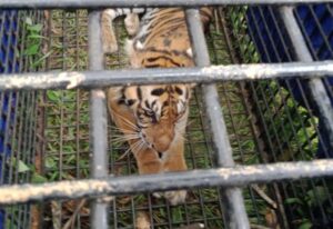 BKSDA Jambi Evakuasi Harimau Sumatera Korban Konflik di Jambi
