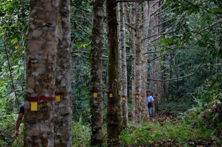 KLHK: APHI Mitra Strategis Capai Pengelolaan Hutan Lestari