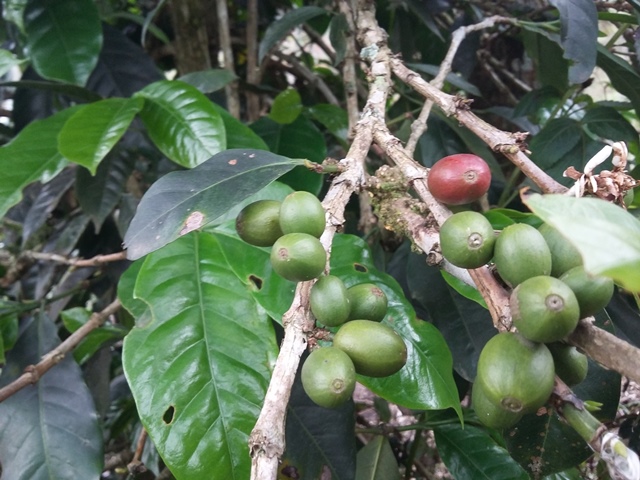 Promosikan Kopi Agroforestry pada 11.000 Pengusaha Turki, KLHK: Ikut Bantu Lestarikan Hutan