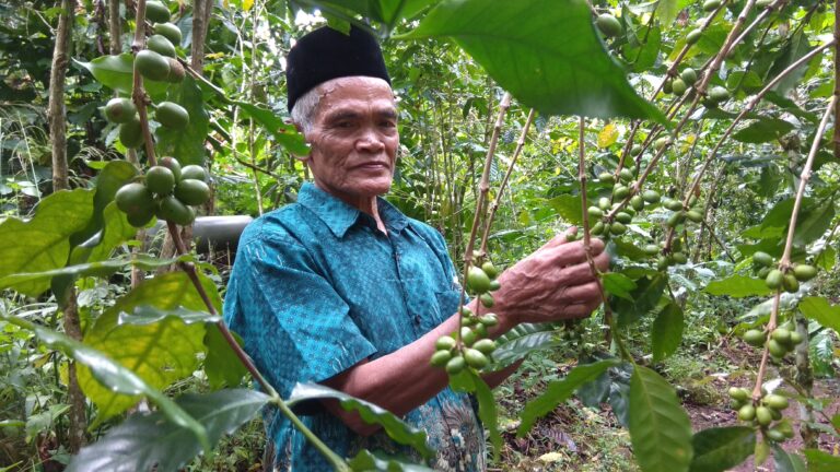 Indonesia Kembangkan Agroforestry Kopi, Hasilkan Specialty Coffee