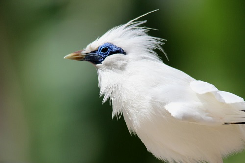 TNBB Kembali Melepasliarkan Burung Curik Bali, Populasi di Alam Naik Jadi 420 Ekor