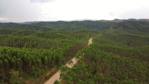 Bangun Kota Hutan Netral Karbon, Otorita IKN Gandeng ADB