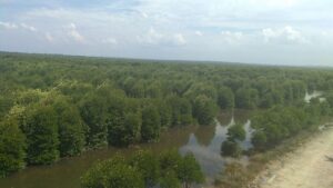 Peneliti BRIN Kembangkan Metode untuk Atasi Kendala Penutupan Awan pada Pemantauan Mangrove