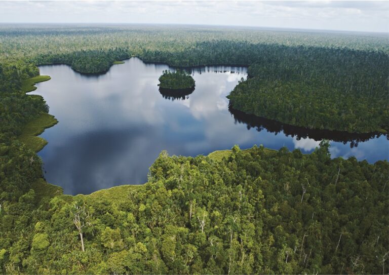 Validasi Proyek Karbon Hutan Harus Sesuai Regulasi RI, Ini Alasannya