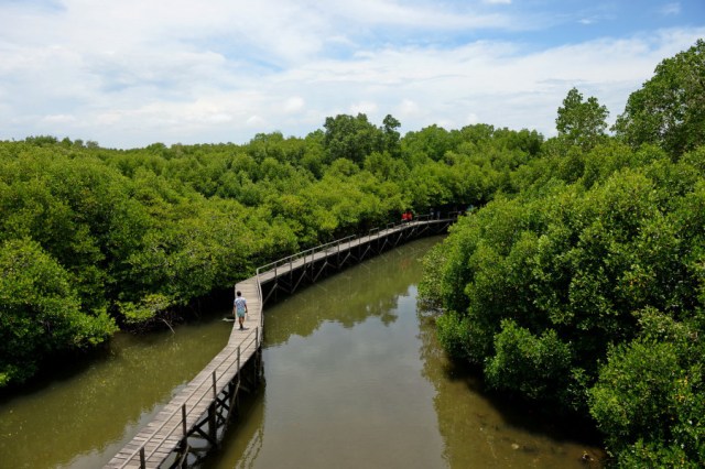 Mangrove Indonesia untuk Dunia