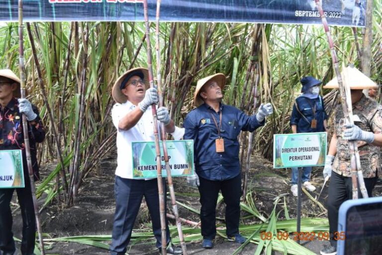 Perhutani Panen Perdana Tebu Agroforestry, Luas Tanam akan Ditingkatkan Hingga 18.256 Hektare
