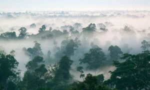 Laju Deforestasi Indonesia Tahun 2021-2022, Turun 8,4 Persen Jadi 104 Ribu Hektare Netto