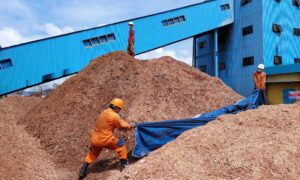 PLTU Paiton Menuju 100 Persen Biomassa 2-3 Tahun Ke Depan, Lahan HTI Energi Sudah Siap