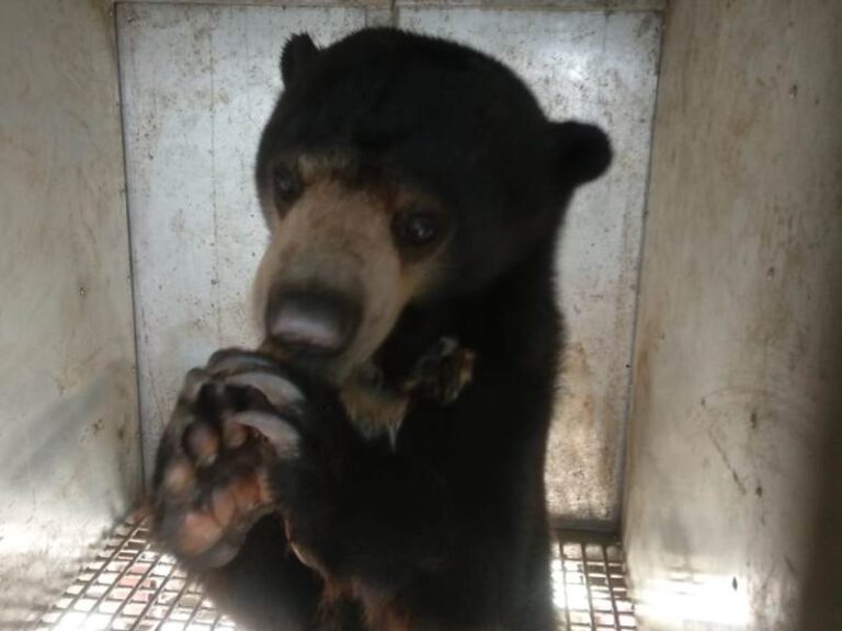 Pelepasliaran Beruang Madu di Areal PBPH PT MRU, Contoh Kolaborasi Konservasi Satwa Liar