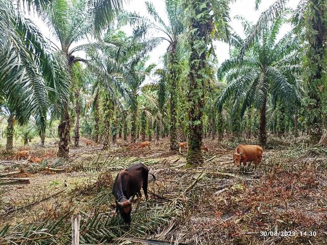 KLHK Ungkap Perusahaan yang Urus Perizinan Jelang Deadline Pemutihan Kebun Sawit Dalam Kawasan Hutan