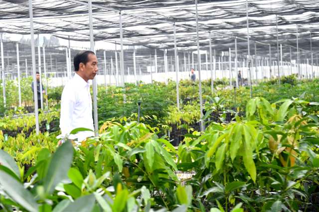 Inviting company leaders to the Mentawir nursery, Jokowi explains about Forest City