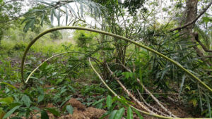Wow! Rotan Manau Ternyata Miliki Khasiat Medis, Mampu Meregenerasi Tulang