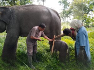A Sumatran Elephant Calf Born in Way Kambas National Park