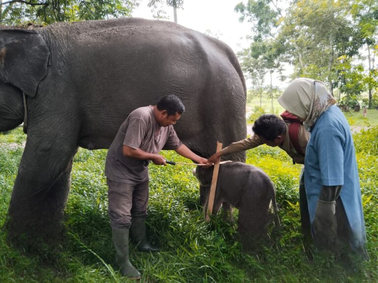 A Sumatran Elephant Calf Born in Way Kambas National Park
