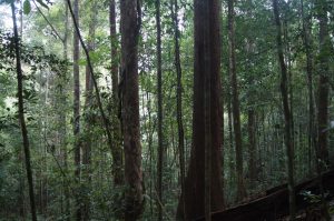 UGM dan KOBI Tolak Deforestasi Lewat Perluasan Perkebunan Kelapa Sawit: Pemerintah Harus Hati-hati