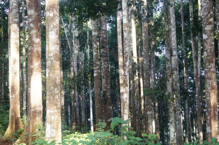 Guru Besar UGM: Silvikultur dengan Enrichment Planting Pacu Peningkatan Cadangan Karbon dan Pelestarian Pengelolaan Hutan