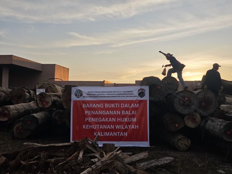 Kementerian Kehutanan Sita Ratusan Kubik Kayu Bulat Ilegal di Ketapang