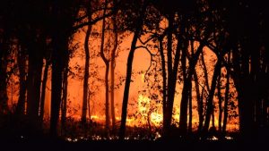 Kebakaran Hutan Hanguskan Ratusan Ribu Hektar di Spanyol dan Portugal