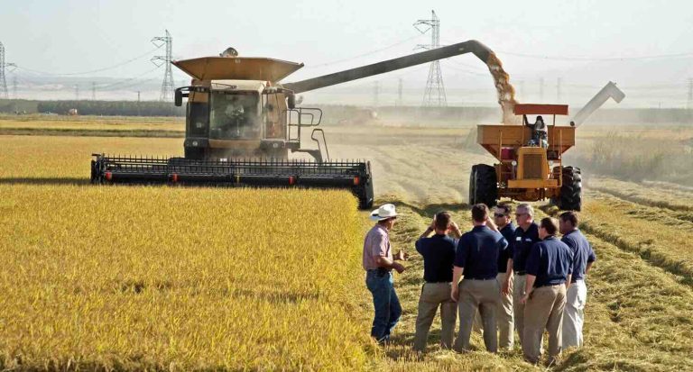 Indonesia Dorong Inovasi Beras Fungsional sebagai Solusi Kesehatan Global
