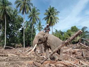 Gajah Dikerahkan untuk Mempercepat Pemulihan Pascabanjir di Pidie Jaya