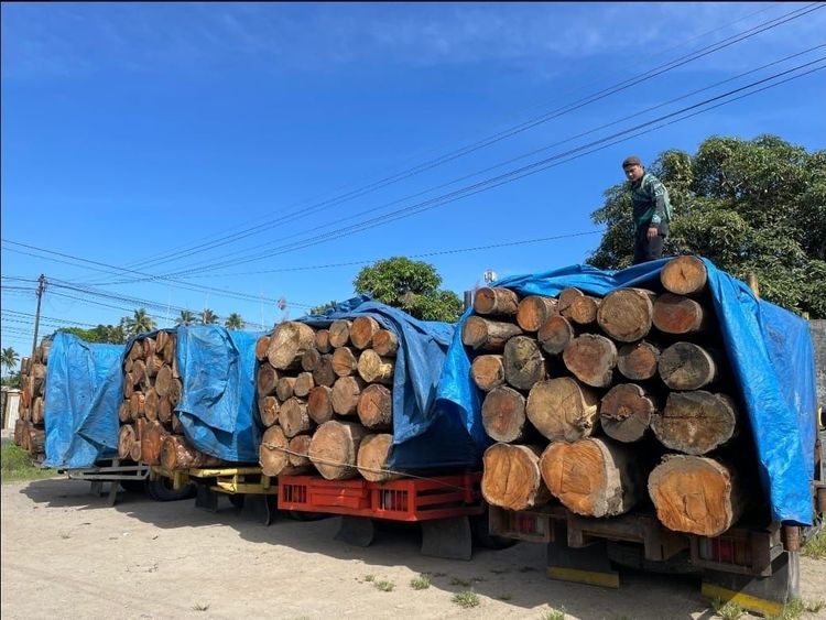 Cegah Kayu Ilegal Saat Bencana, Gakkum Perluas Kanal Aduan Masyarakat