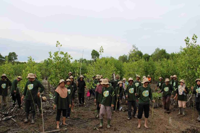 PDASRH Strengthens Mangrove Rehabilitation in Sumatra through the M4CR Program