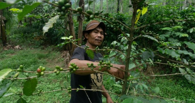 Dunia Terancam, Hutan Jadi Kunci Penyelamat Ekonomi dan Iklim Global