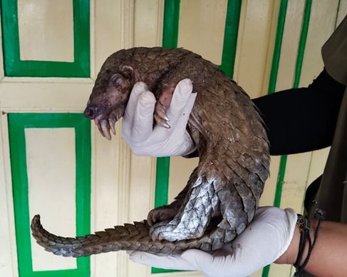 Gakkum Kehutanan Bawa Kasus Perdagangan Trenggiling dan Satwa Dilindungi ke Pengadilan