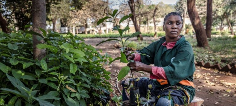 Tanzania Luncurkan Skema Pembiayaan Inovatif untuk Organisasi Hutan dan Pertanian