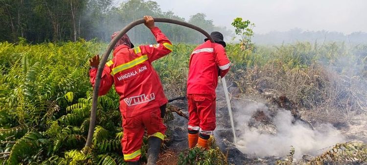 Kebakaran Lahan Gambut di Riau Capai Lebih 100 Hektare, Tim Gabungan Lakukan Pendinginan Intensif
