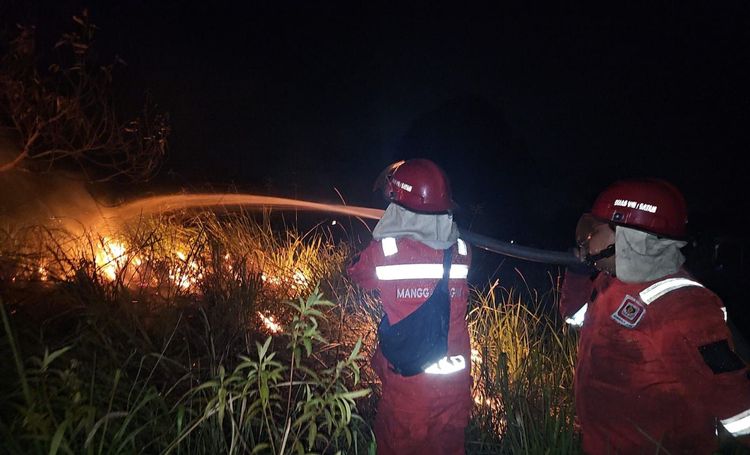 Karhutla Masih Terjadi di Riau, Petugas Perketat Pengamanan di Area Habitat Harimau