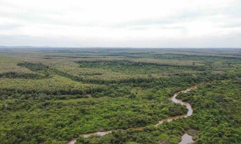 Industri Kayu Global Tertekan Biaya Energi, Indonesia Masuk Zona Kontraksi