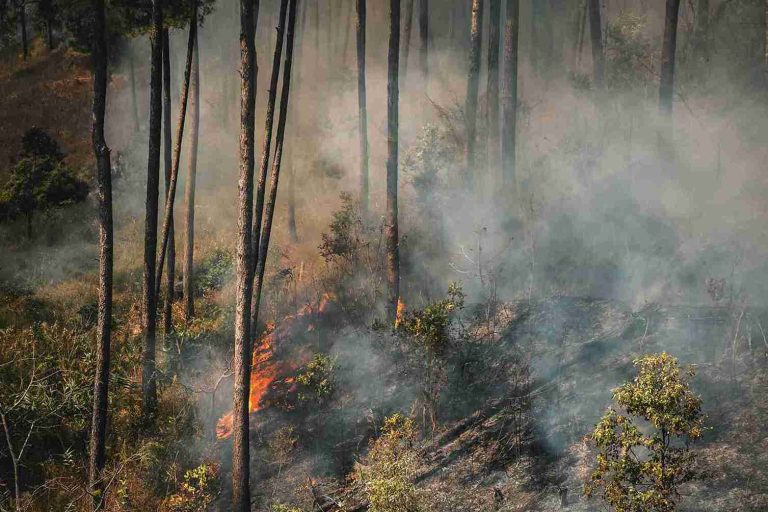 APHI Dorong Antisipasi Dini Karhutla Hadapi Potensi El Nino 2026