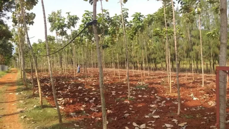 Tekanan Pasar Global Meningkat, Petani Kecil Jadi Kunci Keberlanjutan Hutan