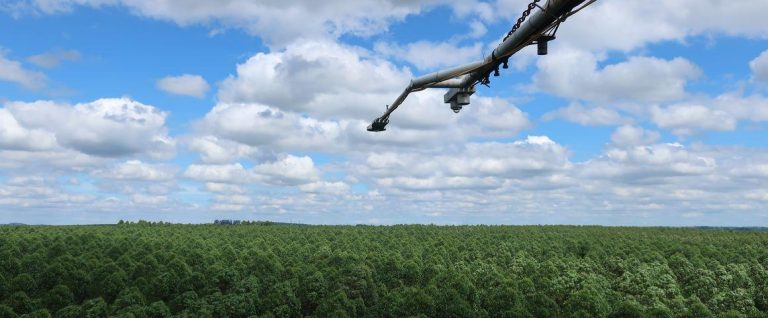 Studi Baru: Perkebunan Eucalyptus Sangat Produktif, Namun Belum Tentu Jadi Penyerap Karbon Jangka Panjang