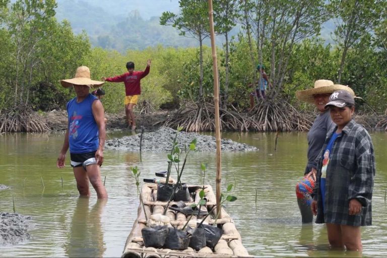 Mangrove Bantu Filipina Kurangi Risiko Abrasi dan Gelombang Badai