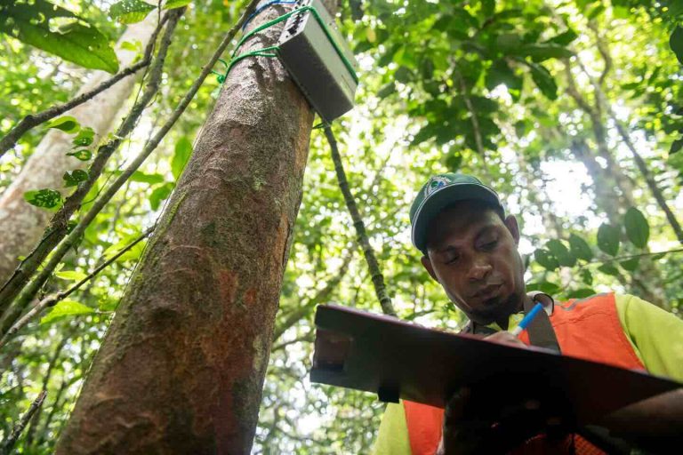 FAO Cari Mitra Global untuk Jadi Pusat Rujukan Kehutanan Global