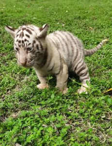 Konservasi Berhasil, Kelahiran Harimau Benggala Perkuat Populasi Satwa Langka