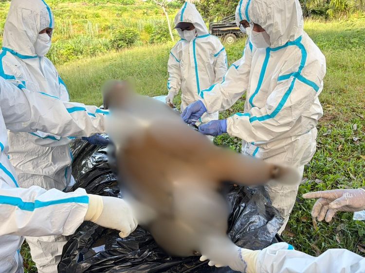 Harimau Sumatera Ditemukan Mati di Mukomuko, Kemenhut Lakukan Investigasi Cepat