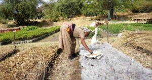 Program Penghijauan Nasional Ethiopia Fokus Tingkatkan Mutu Benih dan Bibit
