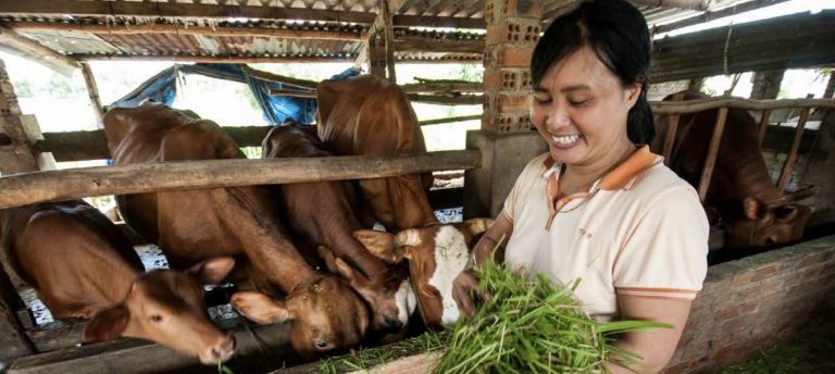Dari Lahan Terdegradasi ke Produktivitas Tinggi, Petani Vietnam Rasakan Manfaat Pakan Unggul