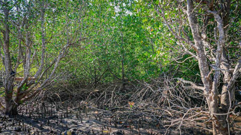 Restorasi Mangrove di Sumbawa Jadi Langkah Nyata Wujudkan Gerakan Tobat Ekologis Nasional