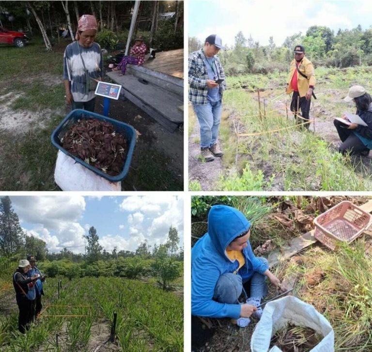 PT NRS Bersama Kelompok Tani Desa Madara Kembangkan Bawang Dayak