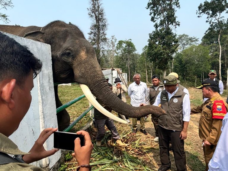 Kemenhut Perkuat Perlindungan Koridor Gajah Sumatra di Lanskap Bukit Tigapuluh
