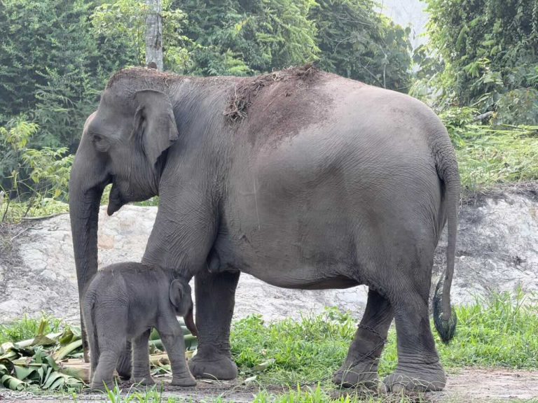 Kabar Baik dari Tesso Nilo, Gajah Sumatera Lisa Lahirkan Anak Jantan