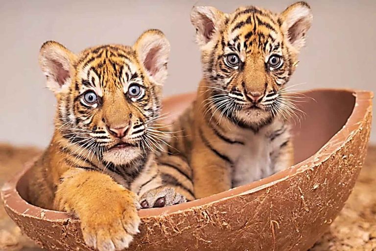 Dua Harimau Sumatera dan Arti Persahabatan Lintas Negara